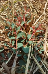 Euphorbia inaequilatera