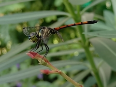 Agrionoptera insignis