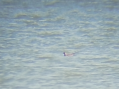 Stercorarius parasiticus