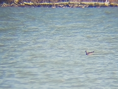 Stercorarius parasiticus