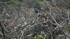 Hemiphaga novaeseelandiae novaeseelandiae