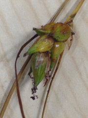Carex oligosperma