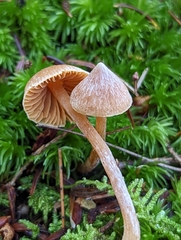 Cortinarius acutus
