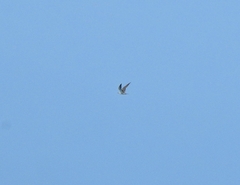 Onychoprion anaethetus