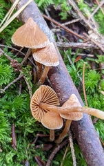 Cortinarius acutus
