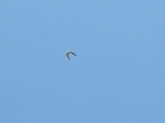 Onychoprion anaethetus