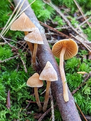 Cortinarius acutus