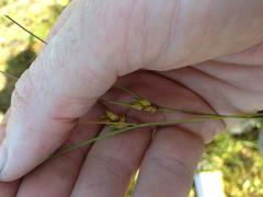 Carex oligosperma