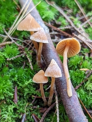 Cortinarius acutus