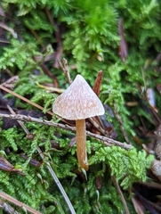 Cortinarius acutus