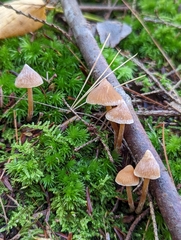 Cortinarius acutus