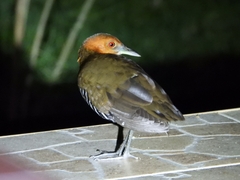 Rallina eurizonoides