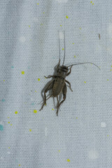 Eumodicogryllus bordigalensis