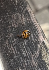 Harmonia axyridis