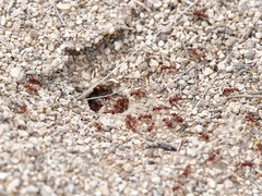 Pogonomyrmex barbatus