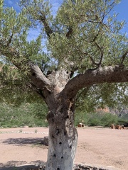 Forchhammeria watsonii