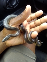 Lycodonomorphus rufulus