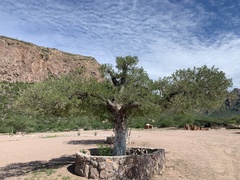 Forchhammeria watsonii