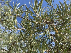 Forchhammeria watsonii