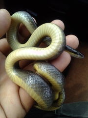 Lycodonomorphus rufulus