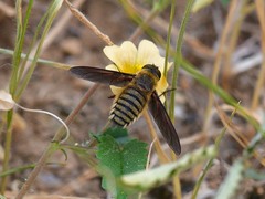 Poecilanthrax lucifer