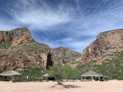 Forchhammeria watsonii