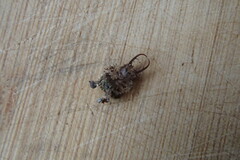 Nymphidae