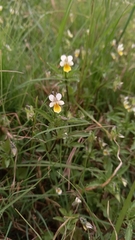 Viola arvensis