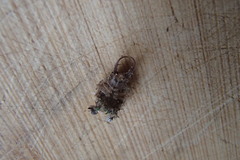 Nymphidae