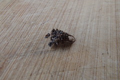 Nymphidae