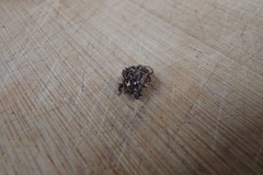 Nymphidae