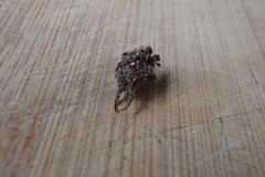 Nymphidae