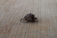 Nymphidae