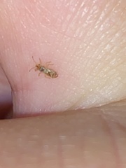 Thaumastocoris peregrinus