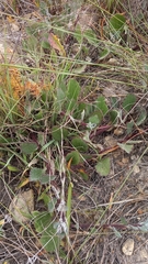 Arctotis angustifolia