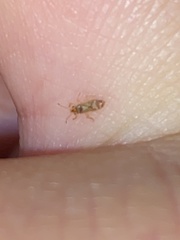 Thaumastocoris peregrinus