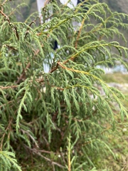 Juniperus recurva