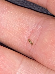 Thaumastocoris peregrinus