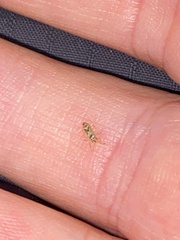 Thaumastocoris peregrinus