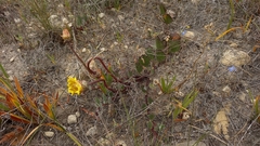Arctotis angustifolia