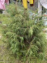 Juniperus recurva