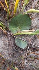 Pelargonium asarifolium