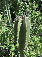 Lophocereus schottii