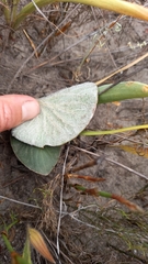 Pelargonium asarifolium