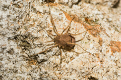 Odiellus spinosus