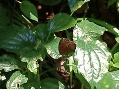 Junonia hedonia