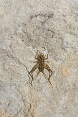Gryllomorpha dalmatina