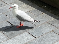 Chroicocephalus novaehollandiae scopulinus