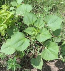 Cyclachaena xanthiifolia
