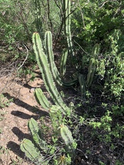 Lophocereus schottii